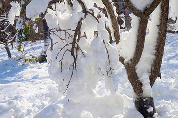 积雪压断树枝