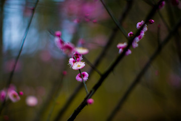 梅花