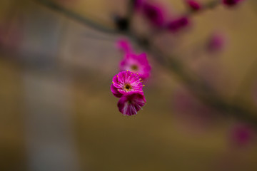 梅花