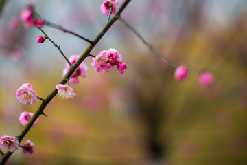 梅花