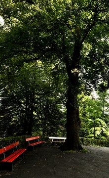 公园大树下的连椅