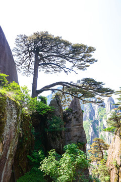 安徽黄山 黄山 迎客松 松树