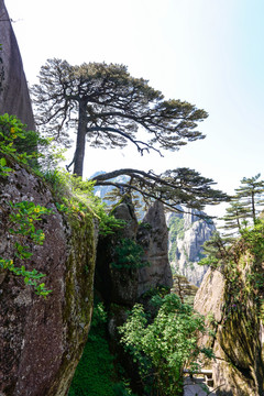 安徽黄山 黄山 迎客松 松树