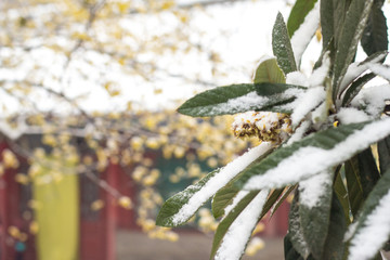 雪中枇杷树