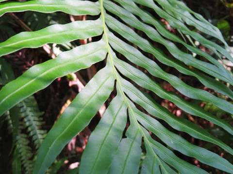 蕨类植物