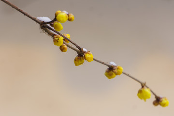 雪中腊梅 （3）