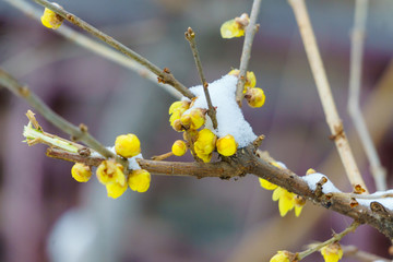 雪中腊梅 （6）