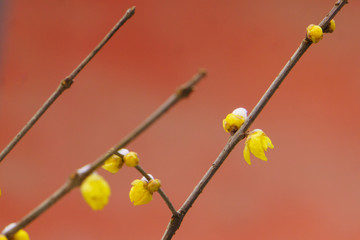 雪中腊梅 （14）