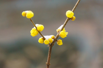 雪中腊梅 （16）