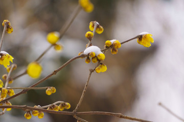 雪中腊梅 （21）