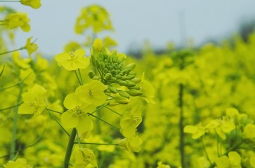 黄灿灿的油菜花