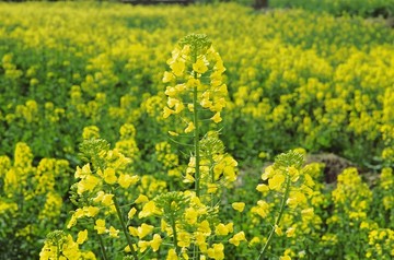 黄灿灿的油菜花