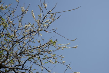 梨花 李花 梨花树