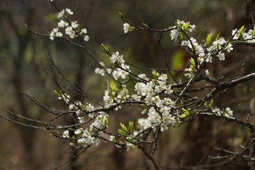 李花 梨花树 梨花