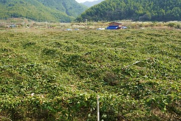 百香果园 百香果地