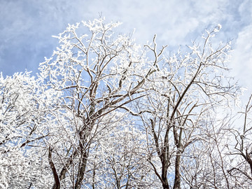 冰霜冰晶雾凇树挂 冬天树上积雪