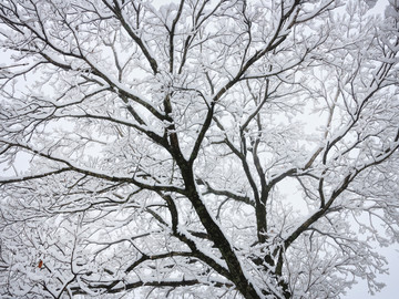 冰霜冰晶雾凇树挂 冬天树上积雪