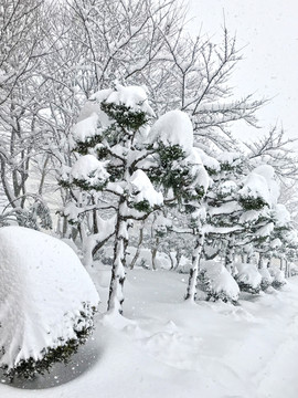 城市道路积雪