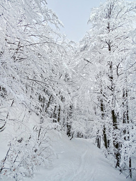 冬天积雪 冬天山路积雪