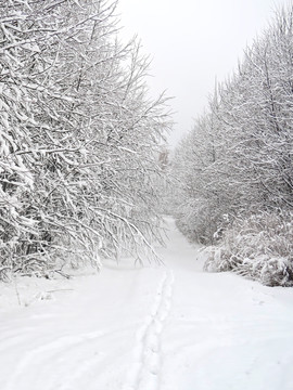 冬天树林小路 小路积雪