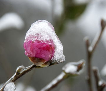 雪中的红茶花