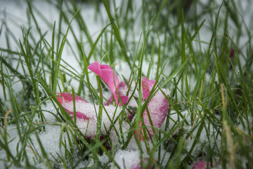 雪上的花瓣
