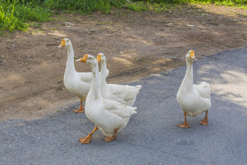 公路边上的大白鹅