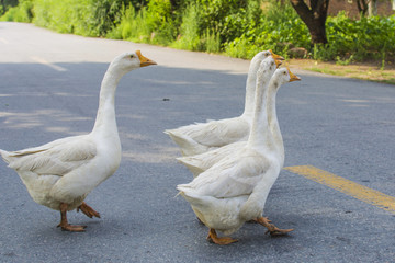 公路上的大白鹅