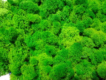 嫩绿的苔藓