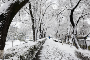 林间雪景