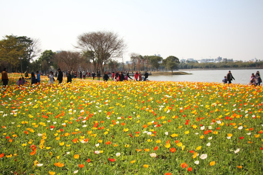 花园 公园 园林景色