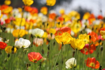 美丽鲜花 花海