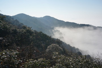 高山植被