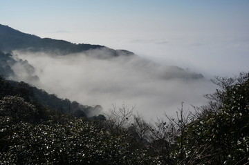 高山植被