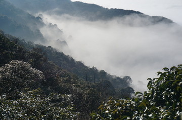 高山植被