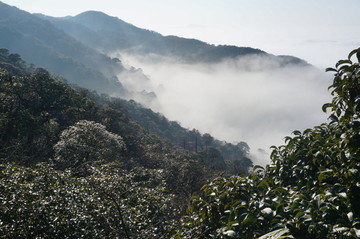 高山植被