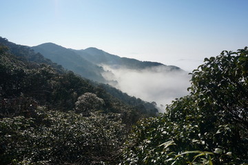 高山植被