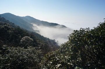 高山植被