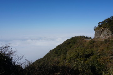 高山植被