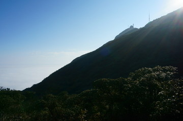 高山植被