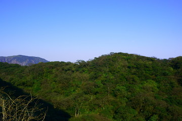 高山植被