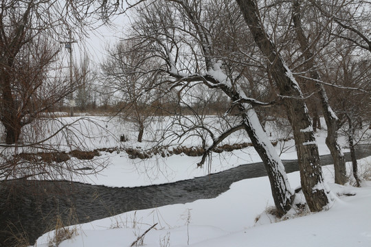 冬雪 树林 河流