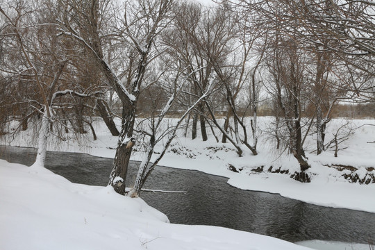 冬雪 树林 河流