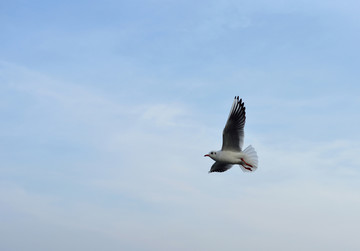 飞鸟