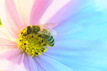 花蕊中的蜜蜂