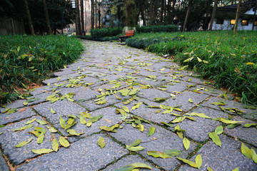 石板路上落叶