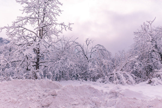 雪景高清