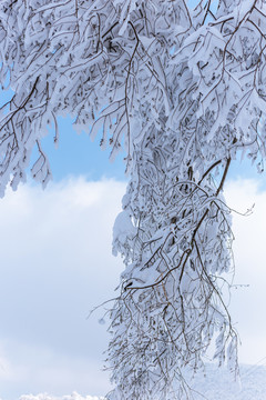 雪景