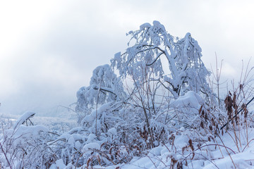 树上的雪