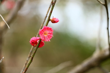 梅花